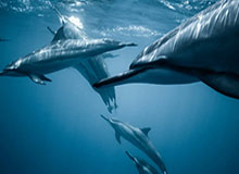 leyu乐鱼体育手机官网入口-川超成都队主教练：崇尚进攻，目标全胜 | 阿刁喜欢看球